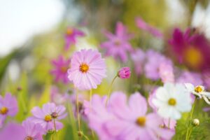 9月｜花ごよみ